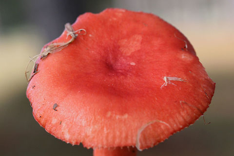 Red Russula (perhaps Russula sanguinea?) Cap "skin" peels back about 1/3 of the way to center. 
Growing under loblolly pines in a grassy area of a public park.
https://www.jungledragon.com/image/69710/red_russula_perhaps_russula_sanguinea.html
https://www.jungledragon.com/image/69708/red_russula_perhaps_russula_sanguinea.html Fall,Geotagged,United States