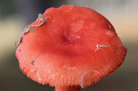 Red Russula (perhaps Russula sanguinea?) Cap "skin" peels back about 1/3 of the way to center. <br />
Growing under loblolly pines in a grassy area of a public park.<br />
https://www.jungledragon.com/image/69710/red_russula_perhaps_russula_sanguinea.html<br />
https://www.jungledragon.com/image/69708/red_russula_perhaps_russula_sanguinea.html Fall,Geotagged,United States