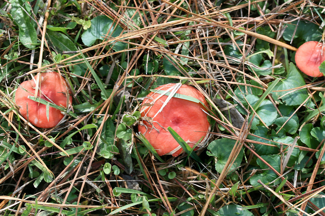 Red Russula (perhaps Russula sanguinea?) Cap &quot;skin&quot; peels back about 1/3 of the way to center. <br />
Growing under loblolly pines in a grassy area of a public park.<br />
<figure class="photo"><a href="https://www.jungledragon.com/image/69709/red_russula_perhaps_russula_sanguinea.html" title="Red Russula (perhaps Russula sanguinea?)"><img src="https://s3.amazonaws.com/media.jungledragon.com/images/3231/69709_thumb.jpg?AWSAccessKeyId=05GMT0V3GWVNE7GGM1R2&Expires=1759968010&Signature=12OO5oWSbUNhIdqxd47Zv1Rv6pM%3D" width="200" height="134" alt="Red Russula (perhaps Russula sanguinea?) Cap &quot;skin&quot; peels back about 1/3 of the way to center. <br />
Growing under loblolly pines in a grassy area of a public park.<br />
https://www.jungledragon.com/image/69710/red_russula_perhaps_russula_sanguinea.html<br />
https://www.jungledragon.com/image/69708/red_russula_perhaps_russula_sanguinea.html Fall,Geotagged,United States" /></a></figure><br />
<figure class="photo"><a href="https://www.jungledragon.com/image/69708/red_russula_perhaps_russula_sanguinea.html" title="Red Russula (perhaps Russula sanguinea?)"><img src="https://s3.amazonaws.com/media.jungledragon.com/images/3231/69708_thumb.jpg?AWSAccessKeyId=05GMT0V3GWVNE7GGM1R2&Expires=1759968010&Signature=GL0LQnjYQS9cWNrWpNHCs95hc0I%3D" width="200" height="134" alt="Red Russula (perhaps Russula sanguinea?) Cap &quot;skin&quot; peels back about 1/3 of the way to center. <br />
Growing under loblolly pines in a grassy area of a public park.<br />
https://www.jungledragon.com/image/69710/red_russula_perhaps_russula_sanguinea.html<br />
https://www.jungledragon.com/image/69709/red_russula_perhaps_russula_sanguinea.html Fall,Geotagged,United States" /></a></figure> Fall,Geotagged,United States