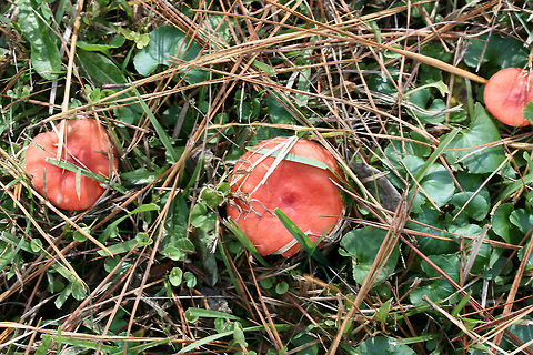 Red Russula (perhaps Russula sanguinea?) Cap "skin" peels back about 1/3 of the way to center. 
Growing under loblolly pines in a grassy area of a public park.
https://www.jungledragon.com/image/69709/red_russula_perhaps_russula_sanguinea.html
https://www.jungledragon.com/image/69708/red_russula_perhaps_russula_sanguinea.html Fall,Geotagged,United States