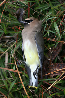 Cedar Waxwing (Bombycilla cedrorum) - Deceased This beauty was found deceased in my front yard. There were no signs of external injuries, but some dried blood(?) was present around its nares and mouth. This was located a good distance from any windows or roads, so I don't think a collision was the cause of death

It has come to my attention that this may the result of Heavenly Bamboo (Nandina domestica) fruit poisoning. There has been a recent uptick in bird deaths (resulting from Nandina poisoning) in my area. Heavenly Bamboo is an introduced, invasive species planted as an ornamental. This popular shrub poses a risk to many birds (including Cedar Waxwings) as they contain cyanide and other alkaloids that lead to the production of HCN (Hydrogen cyanide), a compound toxic to many animals.
 Bombycilla cedrorum,Cedar Waxwing,Fall,Geotagged,United States