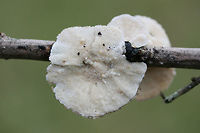 Trametes ochracea Growing on a hardwood branch at the forested edge of an overgrown backyard habitat.<br />
https://www.jungledragon.com/image/69828/trametes_ochracea.html Fall,Geotagged,Trametes ochracea,United States