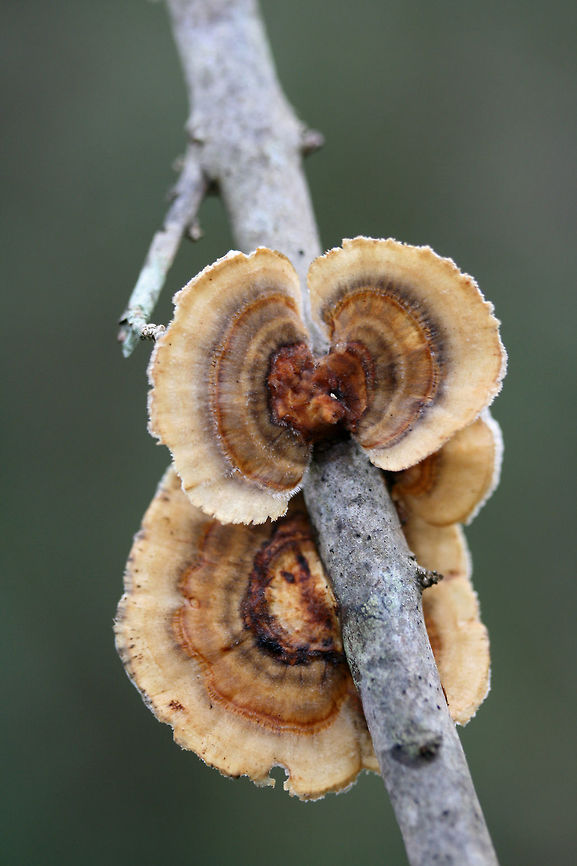 Trametes ochracea Growing on a hardwood branch at the forested edge of an overgrown backyard habitat.<br />
<figure class="photo"><a href="https://www.jungledragon.com/image/69827/trametes_ochracea.html" title="Trametes ochracea"><img src="https://s3.amazonaws.com/media.jungledragon.com/images/3231/69827_thumb.jpg?AWSAccessKeyId=05GMT0V3GWVNE7GGM1R2&Expires=1759968010&Signature=Xoes%2BV5zvcPhgWUzJWCjypoJPhQ%3D" width="200" height="134" alt="Trametes ochracea Growing on a hardwood branch at the forested edge of an overgrown backyard habitat.<br />
https://www.jungledragon.com/image/69828/trametes_ochracea.html Fall,Geotagged,Trametes ochracea,United States" /></a></figure> Fall,Geotagged,Trametes ochracea,United States