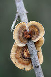 Trametes ochracea Growing on a hardwood branch at the forested edge of an overgrown backyard habitat.<br />
https://www.jungledragon.com/image/69827/trametes_ochracea.html Fall,Geotagged,Trametes ochracea,United States