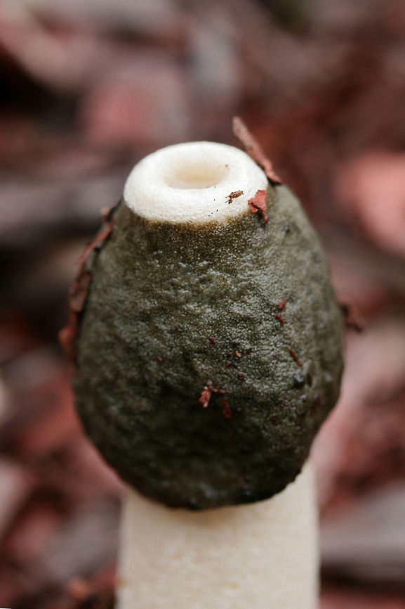 Ravenel's Stinkhorn (Phallus ravenelii) Growing in mulch/wood chips (below cultivated roses) in a residential area.<br />
<figure class="photo"><a href="https://www.jungledragon.com/image/69833/ravenels_stinkhorn_phallus_ravenelii.html" title="Ravenel&#039;s Stinkhorn (Phallus ravenelii)"><img src="https://s3.amazonaws.com/media.jungledragon.com/images/3231/69833_thumb.jpg?AWSAccessKeyId=05GMT0V3GWVNE7GGM1R2&Expires=1759968010&Signature=hfnm1UcZcVvT%2BxsV0rSz4EClbTc%3D" width="102" height="152" alt="Ravenel&#039;s Stinkhorn (Phallus ravenelii) Growing in mulch/wood chips (below cultivated roses) in a residential area.<br />
https://www.jungledragon.com/image/69829/ravenels_stinkhorn_phallus_ravenelii.html<br />
https://www.jungledragon.com/image/69830/ravenels_stinkhorn_phallus_ravenelii.html<br />
https://www.jungledragon.com/image/69831/ravenels_stinkhorn_phallus_ravenelii.html<br />
<br />
Fly:<br />
https://www.jungledragon.com/image/69969/unknown_fly_on_ravenels_stinkhorn_phallus_ravenelii.html Fall,Geotagged,Phallus ravenelii,Ravenels stinkhorn,United States" /></a></figure><br />
<figure class="photo"><a href="https://www.jungledragon.com/image/69830/ravenels_stinkhorn_phallus_ravenelii.html" title="Ravenel&#039;s Stinkhorn (Phallus ravenelii)"><img src="https://s3.amazonaws.com/media.jungledragon.com/images/3231/69830_thumb.jpg?AWSAccessKeyId=05GMT0V3GWVNE7GGM1R2&Expires=1759968010&Signature=Q5ukNRPsJ0DLpOqvozukb1sVc2c%3D" width="200" height="134" alt="Ravenel&#039;s Stinkhorn (Phallus ravenelii) Growing in mulch/wood chips (below cultivated roses) in a residential area.<br />
https://www.jungledragon.com/image/69833/ravenels_stinkhorn_phallus_ravenelii.html<br />
https://www.jungledragon.com/image/69829/ravenels_stinkhorn_phallus_ravenelii.html<br />
https://www.jungledragon.com/image/69831/ravenels_stinkhorn_phallus_ravenelii.html<br />
<br />
Fly:<br />
https://www.jungledragon.com/image/69969/unknown_fly_on_ravenels_stinkhorn_phallus_ravenelii.html Fall,Geotagged,Phallus ravenelii,Ravenels stinkhorn,United States" /></a></figure><br />
<figure class="photo"><a href="https://www.jungledragon.com/image/69831/ravenels_stinkhorn_phallus_ravenelii.html" title="Ravenel&#039;s Stinkhorn (Phallus ravenelii)"><img src="https://s3.amazonaws.com/media.jungledragon.com/images/3231/69831_thumb.jpg?AWSAccessKeyId=05GMT0V3GWVNE7GGM1R2&Expires=1759968010&Signature=Tbv0qM3vNn%2FCrSOCCaWGbetfPek%3D" width="102" height="152" alt="Ravenel&#039;s Stinkhorn (Phallus ravenelii) Growing in mulch/wood chips (below cultivated roses) in a residential area.<br />
https://www.jungledragon.com/image/69833/ravenels_stinkhorn_phallus_ravenelii.html<br />
https://www.jungledragon.com/image/69830/ravenels_stinkhorn_phallus_ravenelii.html<br />
https://www.jungledragon.com/image/69829/ravenels_stinkhorn_phallus_ravenelii.html<br />
Fly:<br />
https://www.jungledragon.com/image/69969/unknown_fly_on_ravenels_stinkhorn_phallus_ravenelii.html Fall,Geotagged,Phallus ravenelii,Ravenels stinkhorn,United States" /></a></figure><br />
Fly:<br />
<figure class="photo"><a href="https://www.jungledragon.com/image/69969/unknown_fly_on_ravenels_stinkhorn_phallus_ravenelii.html" title="Unknown Fly on Ravenel&#039;s Stinkhorn (Phallus ravenelii)"><img src="https://s3.amazonaws.com/media.jungledragon.com/images/3231/69969_thumb.jpg?AWSAccessKeyId=05GMT0V3GWVNE7GGM1R2&Expires=1759968010&Signature=3fHrtK8IbcrMOX6lH4tZQ1r9%2Fuc%3D" width="200" height="134" alt="Unknown Fly on Ravenel&#039;s Stinkhorn (Phallus ravenelii) Excuse the blurriness! I didn&#039;t realize it was in the shot at first glance! Fall,Geotagged,United States" /></a></figure> Fall,Geotagged,Phallus ravenelii,Ravenels stinkhorn,United States