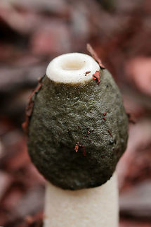 Ravenel's Stinkhorn (Phallus ravenelii) Growing in mulch/wood chips (below cultivated roses) in a residential area.
https://www.jungledragon.com/image/69833/ravenels_stinkhorn_phallus_ravenelii.html
https://www.jungledragon.com/image/69830/ravenels_stinkhorn_phallus_ravenelii.html
https://www.jungledragon.com/image/69831/ravenels_stinkhorn_phallus_ravenelii.html
Fly:
https://www.jungledragon.com/image/69969/unknown_fly_on_ravenels_stinkhorn_phallus_ravenelii.html Fall,Geotagged,Phallus ravenelii,Ravenels stinkhorn,United States