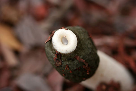 Ravenel's Stinkhorn (Phallus ravenelii) Growing in mulch/wood chips (below cultivated roses) in a residential area.
https://www.jungledragon.com/image/69833/ravenels_stinkhorn_phallus_ravenelii.html
https://www.jungledragon.com/image/69829/ravenels_stinkhorn_phallus_ravenelii.html
https://www.jungledragon.com/image/69831/ravenels_stinkhorn_phallus_ravenelii.html

Fly:
https://www.jungledragon.com/image/69969/unknown_fly_on_ravenels_stinkhorn_phallus_ravenelii.html Fall,Geotagged,Phallus ravenelii,Ravenels stinkhorn,United States