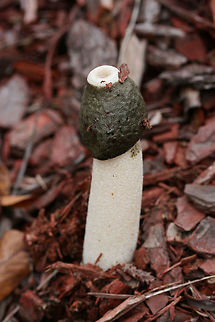 Ravenel's Stinkhorn (Phallus ravenelii) Growing in mulch/wood chips (below cultivated roses) in a residential area.
https://www.jungledragon.com/image/69833/ravenels_stinkhorn_phallus_ravenelii.html
https://www.jungledragon.com/image/69830/ravenels_stinkhorn_phallus_ravenelii.html
https://www.jungledragon.com/image/69829/ravenels_stinkhorn_phallus_ravenelii.html
Fly:
https://www.jungledragon.com/image/69969/unknown_fly_on_ravenels_stinkhorn_phallus_ravenelii.html Fall,Geotagged,Phallus ravenelii,Ravenels stinkhorn,United States
