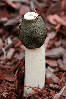 Ravenel's Stinkhorn (Phallus ravenelii) Growing in mulch/wood chips (below cultivated roses) in a residential area.
https://www.jungledragon.com/image/69829/ravenels_stinkhorn_phallus_ravenelii.html
https://www.jungledragon.com/image/69830/ravenels_stinkhorn_phallus_ravenelii.html
https://www.jungledragon.com/image/69831/ravenels_stinkhorn_phallus_ravenelii.html

Fly:
https://www.jungledragon.com/image/69969/unknown_fly_on_ravenels_stinkhorn_phallus_ravenelii.html Fall,Geotagged,Phallus ravenelii,Ravenels stinkhorn,United States