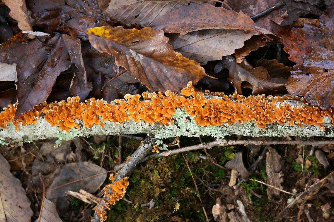 Crowded Parchment (Stereum complicatum) Growing on a fallen oak branch in a dense mixed forest.<br />
 Fall,Geotagged,Stereum complicatum,Stereum rameale,United States