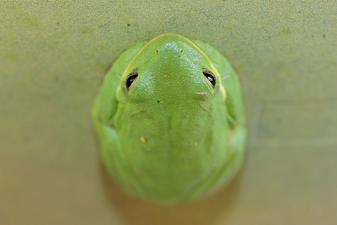 Green Tree frog (Hyla cinerea) Resting on a rain barrel in a residential area.<br />
<figure class="photo"><a href="https://www.jungledragon.com/image/69838/green_tree_frog_hyla_cinerea.html" title="Green Tree frog (Hyla cinerea)"><img src="https://s3.amazonaws.com/media.jungledragon.com/images/3231/69838_thumb.jpg?AWSAccessKeyId=05GMT0V3GWVNE7GGM1R2&Expires=1759968010&Signature=OKnEsVsFb7rAbMBbX4IhnY7lLRQ%3D" width="102" height="152" alt="Green Tree frog (Hyla cinerea) Resting on a rain barrel in a residential area.<br />
https://www.jungledragon.com/image/69837/green_tree_frog_hyla_cinerea.html American green tree frog,Fall,Geotagged,Hyla cinerea,United States" /></a></figure><br />
 American green tree frog,Fall,Geotagged,Hyla cinerea,United States