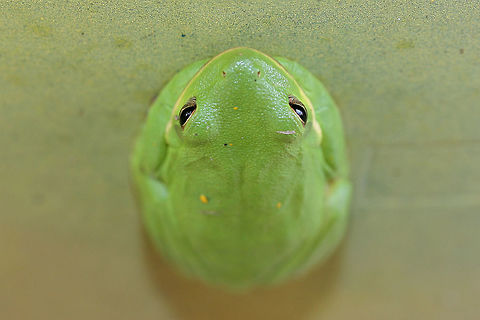 Green Tree frog (Hyla cinerea) Resting on a rain barrel in a residential area.
https://www.jungledragon.com/image/69838/green_tree_frog_hyla_cinerea.html
 American green tree frog,Fall,Geotagged,Hyla cinerea,United States