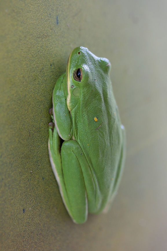 Green Tree frog (Hyla cinerea) Resting on a rain barrel in a residential area.<br />
<figure class="photo"><a href="https://www.jungledragon.com/image/69837/green_tree_frog_hyla_cinerea.html" title="Green Tree frog (Hyla cinerea)"><img src="https://s3.amazonaws.com/media.jungledragon.com/images/3231/69837_thumb.jpg?AWSAccessKeyId=05GMT0V3GWVNE7GGM1R2&Expires=1770854410&Signature=NBH3JDH5m6dlGX7thQw7DKkdOBw%3D" width="200" height="134" alt="Green Tree frog (Hyla cinerea) Resting on a rain barrel in a residential area.<br />
https://www.jungledragon.com/image/69838/green_tree_frog_hyla_cinerea.html<br />
 American green tree frog,Fall,Geotagged,Hyla cinerea,United States" /></a></figure> American green tree frog,Fall,Geotagged,Hyla cinerea,United States