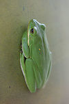 Green Tree frog (Hyla cinerea) Resting on a rain barrel in a residential area.<br />
https://www.jungledragon.com/image/69837/green_tree_frog_hyla_cinerea.html American green tree frog,Fall,Geotagged,Hyla cinerea,United States