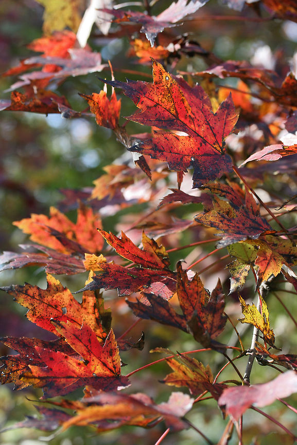 Silver Maple (Acer saccharinum) Growing in an overgrown backyard habitat.<br />
 Acer saccharinum,Fall,Geotagged,Silver maple,United States
