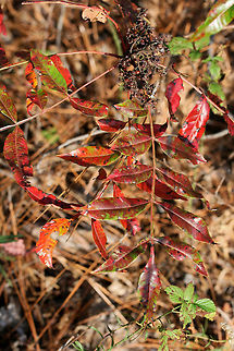 Winged Sumac (Rhus copallinum) Growing in a Longleaf Pine forest.
https://www.jungledragon.com/image/69847/winged_sumac_rhus_copallinum.html Fall,Geotagged,Rhus copallinum,United States,Winged sumac