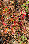 Winged Sumac (Rhus copallinum) Growing in a Longleaf Pine forest.<br />
https://www.jungledragon.com/image/69847/winged_sumac_rhus_copallinum.html Fall,Geotagged,Rhus copallinum,United States,Winged sumac