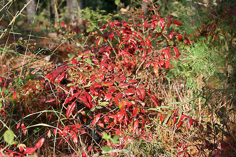 Winged Sumac (Rhus copallinum) Growing in a Longleaf Pine forest.
https://www.jungledragon.com/image/69846/winged_sumac_rhus_copallinum.html Fall,Geotagged,Rhus copallinum,United States,Winged sumac