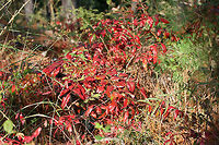 Winged Sumac (Rhus copallinum) Growing in a Longleaf Pine forest.<br />
https://www.jungledragon.com/image/69846/winged_sumac_rhus_copallinum.html Fall,Geotagged,Rhus copallinum,United States,Winged sumac