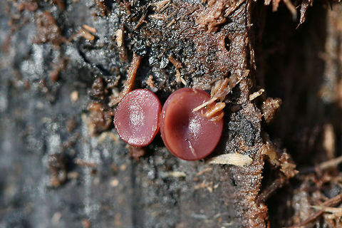 Purple Jelly Discs (Ascocoryne sarcoides or Ascocoryne cylichnium) Ascocoryne sarcoides or Ascocoryne cylichnium. Growing on a charred piece of hardwood in an old firepit in an overgrown backyard habitat. Fall,Geotagged,United States