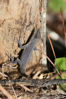 Carolina Anole (Anolis carolinensis) I think this individual was soaking up as much sunlight as possible before the even colder weather moved in. You can already see the stress/cold has caused a color change from green to dark grey! Anolis carolinensis,Carolina anole,Fall,Geotagged,United States