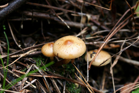 Flammula alnicola Group Growing on rotting pine logs in a mostly coniferous forest in northeastern Alabama (Etowah County), US. November 24, 2018. Spore print: Dark purplish brown/Rusty brown. KOH-Dark, dirty red on cap.
https://www.jungledragon.com/image/69965/hypholoma_capnoides.html
https://www.jungledragon.com/image/69963/hypholoma_capnoides.html
https://www.jungledragon.com/image/69964/hypholoma_capnoides_partial_veil_visible.html Fall,Flammula Alnicola,Flammula alnicola,Geotagged,Hypholoma,Hypholoma capnoides,United States