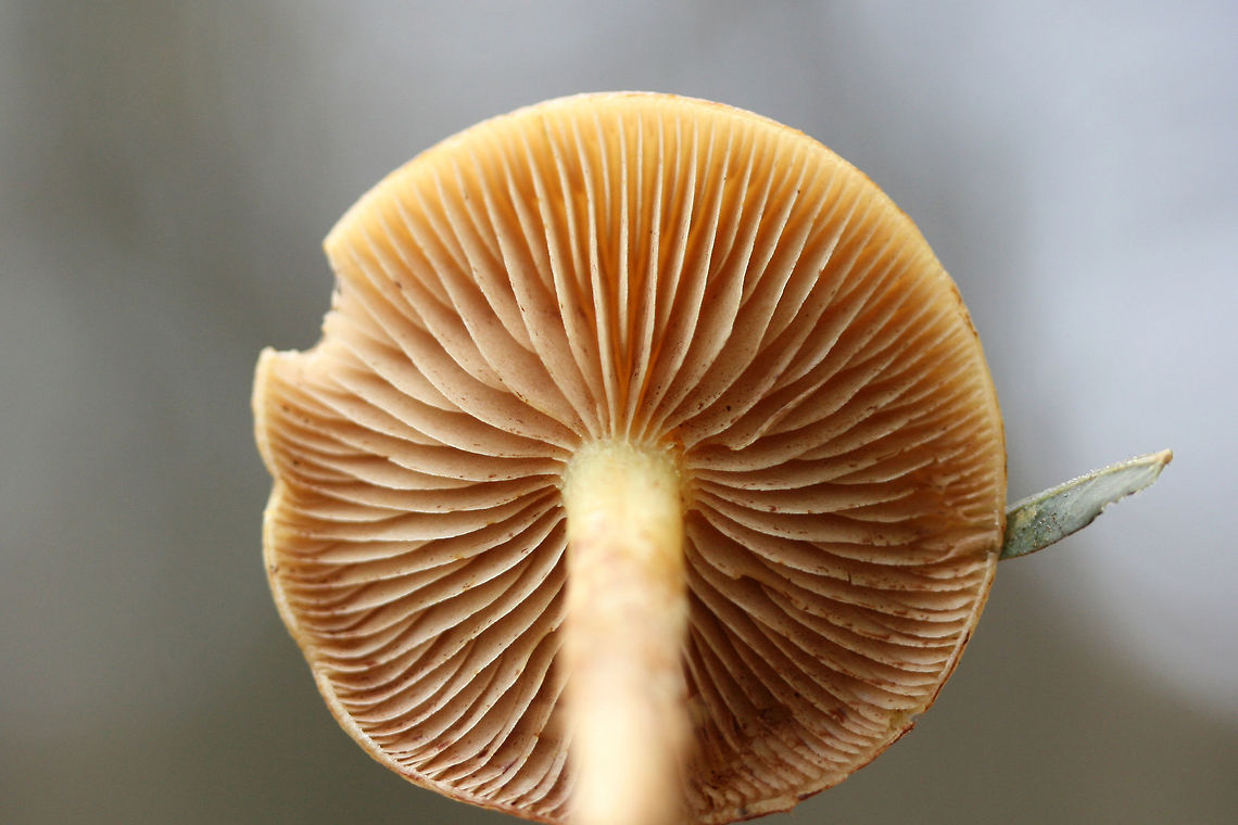 Flammula alnicola Group Growing on rotting pine logs in a mostly coniferous forest in northeastern Alabama (Etowah County), US. November 24, 2018. Spore print: Dark purplish brown/rusty brown. KOH-Dark, dirty red on cap.<br />
<figure class="photo"><a href="https://www.jungledragon.com/image/69962/flammula_alnicola_group.html" title="Flammula alnicola Group"><img src="https://s3.amazonaws.com/media.jungledragon.com/images/3231/69962_thumb.jpg?AWSAccessKeyId=05GMT0V3GWVNE7GGM1R2&Expires=1767225610&Signature=HNKquXFV9VaBpT94McCh9g9MvdE%3D" width="200" height="134" alt="Flammula alnicola Group Growing on rotting pine logs in a mostly coniferous forest in northeastern Alabama (Etowah County), US. November 24, 2018. Spore print: Dark purplish brown/Rusty brown. KOH-Dark, dirty red on cap.<br />
https://www.jungledragon.com/image/69965/hypholoma_capnoides.html<br />
https://www.jungledragon.com/image/69963/hypholoma_capnoides.html<br />
https://www.jungledragon.com/image/69964/hypholoma_capnoides_partial_veil_visible.html Fall,Flammula Alnicola,Flammula alnicola,Geotagged,Hypholoma,Hypholoma capnoides,United States" /></a></figure><br />
<figure class="photo"><a href="https://www.jungledragon.com/image/69965/flammula_alnicola_group.html" title="Flammula alnicola Group"><img src="https://s3.amazonaws.com/media.jungledragon.com/images/3231/69965_thumb.jpg?AWSAccessKeyId=05GMT0V3GWVNE7GGM1R2&Expires=1767225610&Signature=uGdq8pHE0K1eCQaCgjaCS8QsKMI%3D" width="200" height="134" alt="Flammula alnicola Group Growing on rotting pine logs in a mostly coniferous forest in northeastern Alabama (Etowah County), US. November 24, 2018. Spore print: Dark purplish brown. KOH-Dark, dirty red on cap.<br />
https://www.jungledragon.com/image/69962/hypholoma_capnoides.html<br />
https://www.jungledragon.com/image/69963/hypholoma_capnoides.html<br />
https://www.jungledragon.com/image/69964/hypholoma_capnoides_partial_veil_visible.html Fall,Flammula Alnicola,Flammula alnicola,Geotagged,Hypholoma,Hypholoma capnoides,United States" /></a></figure><br />
<figure class="photo"><a href="https://www.jungledragon.com/image/69964/flammula_alnicola_group_partial_veil_visible.html" title="Flammula alnicola Group (Partial veil visible)"><img src="https://s3.amazonaws.com/media.jungledragon.com/images/3231/69964_thumb.jpg?AWSAccessKeyId=05GMT0V3GWVNE7GGM1R2&Expires=1767225610&Signature=z9nA1Ob4338W7aMukab9M58dJdc%3D" width="200" height="134" alt="Flammula alnicola Group (Partial veil visible) Growing on rotting pine logs in a mostly coniferous forest in northeastern Alabama (Etowah County), US. November 24, 2018. Spore print: Dark purplish brown/rusty brown. KOH-Dark, dirty red on cap.<br />
https://www.jungledragon.com/image/69962/hypholoma_capnoides.html<br />
https://www.jungledragon.com/image/69963/hypholoma_capnoides.html<br />
https://www.jungledragon.com/image/69965/hypholoma_capnoides.html Fall,Flammula Alnicola,Flammula alnicola,Geotagged,Hypholoma,Hypholoma capnoides,United States" /></a></figure> Fall,Flammula Alnicola,Flammula alnicola,Geotagged,Hypholoma,Hypholoma capnoides,United States
