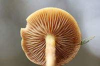 Flammula alnicola Group Growing on rotting pine logs in a mostly coniferous forest in northeastern Alabama (Etowah County), US. November 24, 2018. Spore print: Dark purplish brown/rusty brown. KOH-Dark, dirty red on cap.<br />
https://www.jungledragon.com/image/69962/hypholoma_capnoides.html<br />
https://www.jungledragon.com/image/69965/hypholoma_capnoides.html<br />
https://www.jungledragon.com/image/69964/hypholoma_capnoides_partial_veil_visible.html Fall,Flammula Alnicola,Flammula alnicola,Geotagged,Hypholoma,Hypholoma capnoides,United States