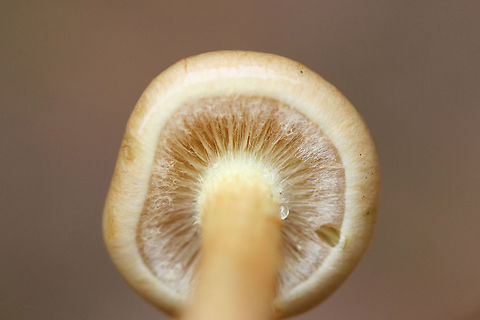 Flammula alnicola Group (Partial veil visible) Growing on rotting pine logs in a mostly coniferous forest in northeastern Alabama (Etowah County), US. November 24, 2018. Spore print: Dark purplish brown/rusty brown. KOH-Dark, dirty red on cap.
https://www.jungledragon.com/image/69962/hypholoma_capnoides.html
https://www.jungledragon.com/image/69963/hypholoma_capnoides.html
https://www.jungledragon.com/image/69965/hypholoma_capnoides.html Fall,Flammula Alnicola,Flammula alnicola,Geotagged,Hypholoma,Hypholoma capnoides,United States