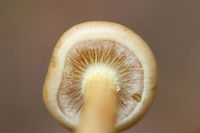 Flammula alnicola Group (Partial veil visible) Growing on rotting pine logs in a mostly coniferous forest in northeastern Alabama (Etowah County), US. November 24, 2018. Spore print: Dark purplish brown/rusty brown. KOH-Dark, dirty red on cap.<br />
https://www.jungledragon.com/image/69962/hypholoma_capnoides.html<br />
https://www.jungledragon.com/image/69963/hypholoma_capnoides.html<br />
https://www.jungledragon.com/image/69965/hypholoma_capnoides.html Fall,Flammula Alnicola,Flammula alnicola,Geotagged,Hypholoma,Hypholoma capnoides,United States