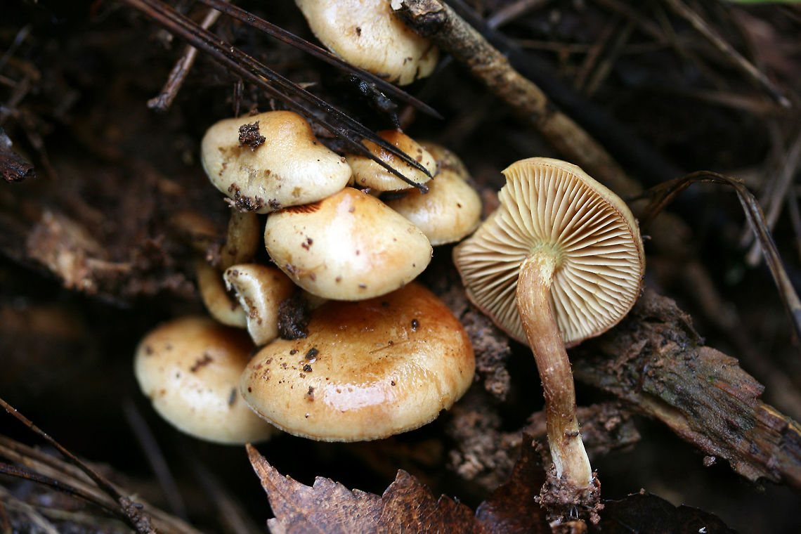 Flammula alnicola Group Growing on rotting pine logs in a mostly coniferous forest in northeastern Alabama (Etowah County), US. November 24, 2018. Spore print: Dark purplish brown. KOH-Dark, dirty red on cap.<br />
<figure class="photo"><a href="https://www.jungledragon.com/image/69962/flammula_alnicola_group.html" title="Flammula alnicola Group"><img src="https://s3.amazonaws.com/media.jungledragon.com/images/3231/69962_thumb.jpg?AWSAccessKeyId=05GMT0V3GWVNE7GGM1R2&Expires=1759968010&Signature=hX1tj52fKjAO9Jnlo09NYbz6wmY%3D" width="200" height="134" alt="Flammula alnicola Group Growing on rotting pine logs in a mostly coniferous forest in northeastern Alabama (Etowah County), US. November 24, 2018. Spore print: Dark purplish brown/Rusty brown. KOH-Dark, dirty red on cap.<br />
https://www.jungledragon.com/image/69965/hypholoma_capnoides.html<br />
https://www.jungledragon.com/image/69963/hypholoma_capnoides.html<br />
https://www.jungledragon.com/image/69964/hypholoma_capnoides_partial_veil_visible.html Fall,Flammula Alnicola,Flammula alnicola,Geotagged,Hypholoma,Hypholoma capnoides,United States" /></a></figure><br />
<figure class="photo"><a href="https://www.jungledragon.com/image/69963/flammula_alnicola_group.html" title="Flammula alnicola Group"><img src="https://s3.amazonaws.com/media.jungledragon.com/images/3231/69963_thumb.jpg?AWSAccessKeyId=05GMT0V3GWVNE7GGM1R2&Expires=1759968010&Signature=1TsmoD8jLMbOZC3HpvDWTIDvUxg%3D" width="200" height="134" alt="Flammula alnicola Group Growing on rotting pine logs in a mostly coniferous forest in northeastern Alabama (Etowah County), US. November 24, 2018. Spore print: Dark purplish brown/rusty brown. KOH-Dark, dirty red on cap.<br />
https://www.jungledragon.com/image/69962/hypholoma_capnoides.html<br />
https://www.jungledragon.com/image/69965/hypholoma_capnoides.html<br />
https://www.jungledragon.com/image/69964/hypholoma_capnoides_partial_veil_visible.html Fall,Flammula Alnicola,Flammula alnicola,Geotagged,Hypholoma,Hypholoma capnoides,United States" /></a></figure><br />
<figure class="photo"><a href="https://www.jungledragon.com/image/69964/flammula_alnicola_group_partial_veil_visible.html" title="Flammula alnicola Group (Partial veil visible)"><img src="https://s3.amazonaws.com/media.jungledragon.com/images/3231/69964_thumb.jpg?AWSAccessKeyId=05GMT0V3GWVNE7GGM1R2&Expires=1759968010&Signature=4Atukz%2BmusEYDrYr166b148u8PM%3D" width="200" height="134" alt="Flammula alnicola Group (Partial veil visible) Growing on rotting pine logs in a mostly coniferous forest in northeastern Alabama (Etowah County), US. November 24, 2018. Spore print: Dark purplish brown/rusty brown. KOH-Dark, dirty red on cap.<br />
https://www.jungledragon.com/image/69962/hypholoma_capnoides.html<br />
https://www.jungledragon.com/image/69963/hypholoma_capnoides.html<br />
https://www.jungledragon.com/image/69965/hypholoma_capnoides.html Fall,Flammula Alnicola,Flammula alnicola,Geotagged,Hypholoma,Hypholoma capnoides,United States" /></a></figure> Fall,Flammula Alnicola,Flammula alnicola,Geotagged,Hypholoma,Hypholoma capnoides,United States