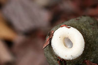 Unknown Fly on Ravenel's Stinkhorn (Phallus ravenelii) Excuse the blurriness! I didn't realize it was in the shot at first glance! Fall,Geotagged,United States