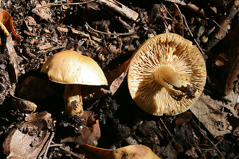 Tricholoma odorum Growing in leaf litter below hickory trees in a dense mixed forest. Intensely acrid/bitter/unpleasant smell. I would have gotten more/better shots, but the smell was too intense for me to continue handling them! Fall,Geotagged,Tricholoma odorum,United States