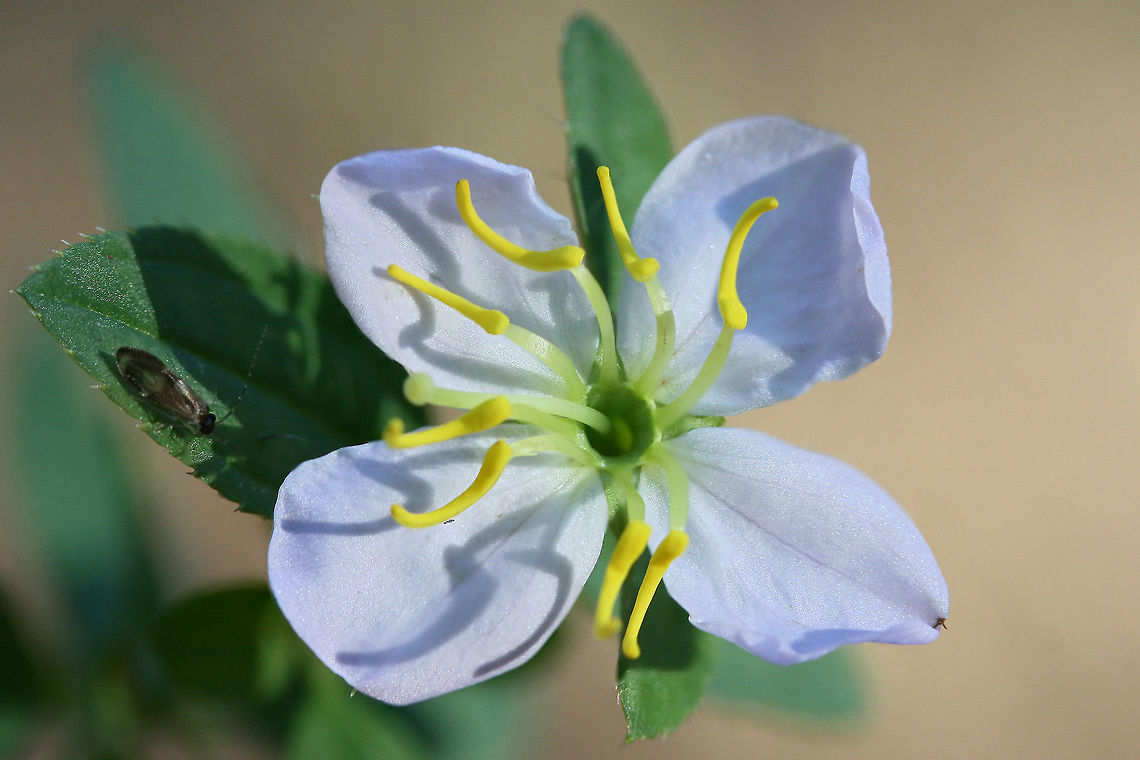 Maryland Meadowbeauty (Rhexia mariana) Growing along a wooded path. <br />
<br />
And a Psocopteran photobomber? Fall,Geotagged,Maryland meadowbeauty,Rhexia mariana,United States
