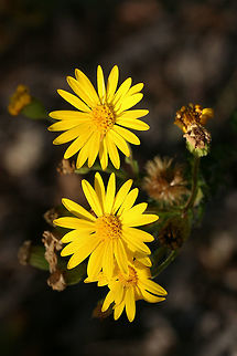 Maryland Golden-Aster (Chrysopsis mariana) Asters growing along a dirt trail near a longleaf pine forest in Floyd County, Georgia, US. October 31, 2018. 
https://www.jungledragon.com/image/70045/maryland_golden-aster_chrysopsis_mariana.html Chrysopsis mariana,Fall,Geotagged,Maryland golden-aster,United States