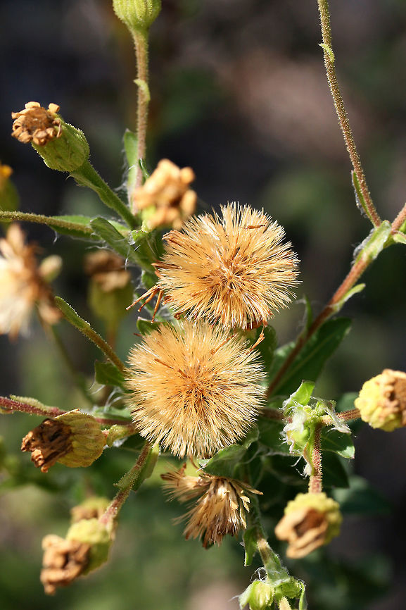 Maryland Golden-Aster (Chrysopsis mariana) Asters growing along a dirt trail near a longleaf pine forest in Floyd County, Georgia, US. October 31, 2018.<br />
<figure class="photo"><a href="https://www.jungledragon.com/image/70044/maryland_golden-aster_chrysopsis_mariana.html" title="Maryland Golden-Aster (Chrysopsis mariana)"><img src="https://s3.amazonaws.com/media.jungledragon.com/images/3231/70044_thumb.jpg?AWSAccessKeyId=05GMT0V3GWVNE7GGM1R2&Expires=1759968010&Signature=jDT7sHjUo1VhQwYBILkQo2hdDr8%3D" width="102" height="152" alt="Maryland Golden-Aster (Chrysopsis mariana) Asters growing along a dirt trail near a longleaf pine forest in Floyd County, Georgia, US. October 31, 2018. <br />
https://www.jungledragon.com/image/70045/maryland_golden-aster_chrysopsis_mariana.html Chrysopsis mariana,Fall,Geotagged,Maryland golden-aster,United States" /></a></figure> Chrysopsis mariana,Fall,Geotagged,Maryland golden-aster,United States
