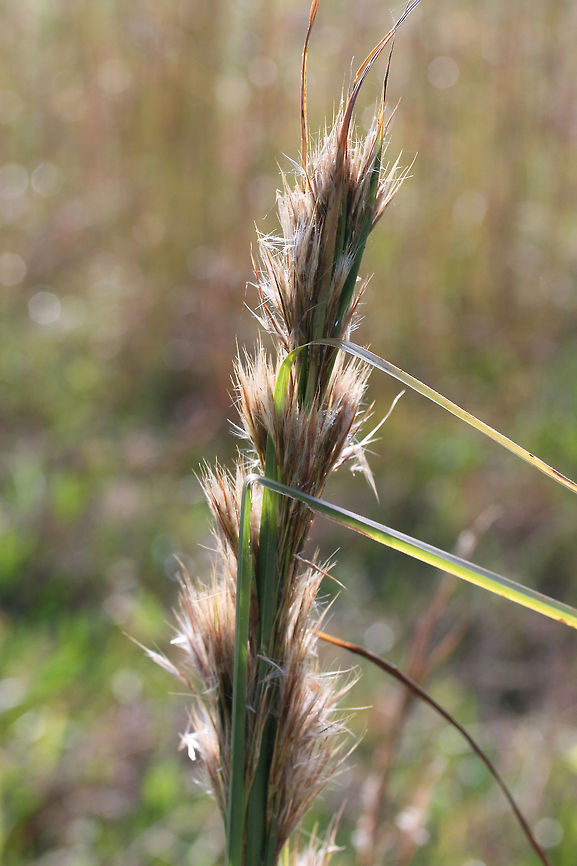 Bushy Beardgrass (Andropogon glomeratus) Growing in a meadow/overgrown backyard.<br />
<figure class="photo"><a href="https://www.jungledragon.com/image/70049/bushy_beardgrass_andropogon_glomeratus.html" title="Bushy Beardgrass (Andropogon glomeratus)"><img src="https://s3.amazonaws.com/media.jungledragon.com/images/3231/70049_thumb.jpg?AWSAccessKeyId=05GMT0V3GWVNE7GGM1R2&Expires=1767225610&Signature=TBjX7gJOwVQvaGVuHAzmHK%2BojMI%3D" width="102" height="152" alt="Bushy Beardgrass (Andropogon glomeratus) Growing in a meadow/overgrown backyard.<br />
https://www.jungledragon.com/image/70047/bushy_beardgrass_andropogon_glomeratus.html<br />
https://www.jungledragon.com/image/70048/bushy_beardgrass_andropogon_glomeratus.html Andropogon glomeratus,Fall,Geotagged,United States" /></a></figure><br />
<figure class="photo"><a href="https://www.jungledragon.com/image/70048/bushy_beardgrass_andropogon_glomeratus.html" title="Bushy Beardgrass (Andropogon glomeratus)"><img src="https://s3.amazonaws.com/media.jungledragon.com/images/3231/70048_thumb.jpg?AWSAccessKeyId=05GMT0V3GWVNE7GGM1R2&Expires=1767225610&Signature=F4oPGCKevZFd9Lv2nvtAkSMmLu4%3D" width="102" height="152" alt="Bushy Beardgrass (Andropogon glomeratus) Growing in a meadow/overgrown backyard.<br />
https://www.jungledragon.com/image/70049/bushy_beardgrass_andropogon_glomeratus.html<br />
https://www.jungledragon.com/image/70047/bushy_beardgrass_andropogon_glomeratus.html Andropogon glomeratus,Fall,Geotagged,United States" /></a></figure> Andropogon glomeratus,Fall,Geotagged,United States