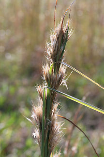 Bushy Beardgrass (Andropogon glomeratus) Growing in a meadow/overgrown backyard.
https://www.jungledragon.com/image/70049/bushy_beardgrass_andropogon_glomeratus.html
https://www.jungledragon.com/image/70048/bushy_beardgrass_andropogon_glomeratus.html Andropogon glomeratus,Fall,Geotagged,United States