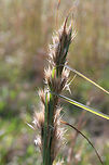 Bushy Beardgrass (Andropogon glomeratus) Growing in a meadow/overgrown backyard.<br />
https://www.jungledragon.com/image/70049/bushy_beardgrass_andropogon_glomeratus.html<br />
https://www.jungledragon.com/image/70048/bushy_beardgrass_andropogon_glomeratus.html Andropogon glomeratus,Fall,Geotagged,United States