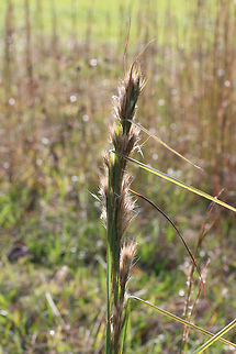 Bushy Beardgrass (Andropogon glomeratus) Growing in a meadow/overgrown backyard.
https://www.jungledragon.com/image/70049/bushy_beardgrass_andropogon_glomeratus.html
https://www.jungledragon.com/image/70047/bushy_beardgrass_andropogon_glomeratus.html Andropogon glomeratus,Fall,Geotagged,United States