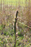 Bushy Beardgrass (Andropogon glomeratus) Growing in a meadow/overgrown backyard.<br />
https://www.jungledragon.com/image/70049/bushy_beardgrass_andropogon_glomeratus.html<br />
https://www.jungledragon.com/image/70047/bushy_beardgrass_andropogon_glomeratus.html Andropogon glomeratus,Fall,Geotagged,United States