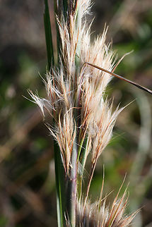 Bushy Beardgrass (Andropogon glomeratus) Growing in a meadow/overgrown backyard.
https://www.jungledragon.com/image/70047/bushy_beardgrass_andropogon_glomeratus.html
https://www.jungledragon.com/image/70048/bushy_beardgrass_andropogon_glomeratus.html Andropogon glomeratus,Fall,Geotagged,United States