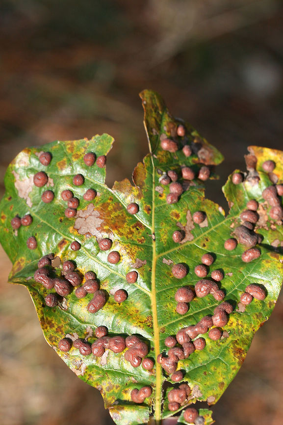 Oak Leaf Galls (Polystepha pilulae) Galls on oak leaves in a longleaf pine forest. These impressive blister-like galls are caused by midge larvae developing within the leaves. Most larvae will hatch in autumn, however, many overwinter.<br />
<figure class="photo"><a href="https://www.jungledragon.com/image/70053/oak_leaf_galls_polystepha_pilulae.html" title="Oak Leaf Galls (Polystepha pilulae)"><img src="https://s3.amazonaws.com/media.jungledragon.com/images/3231/70053_thumb.jpg?AWSAccessKeyId=05GMT0V3GWVNE7GGM1R2&Expires=1769040010&Signature=RF4cCw4AkzuH3IdQK%2B4CT7LYeoY%3D" width="102" height="152" alt="Oak Leaf Galls (Polystepha pilulae) Galls on oak leaves in a longleaf pine forest. These impressive blister-like galls are caused by midge larvae developing within the leaves. Most larvae will hatch in autumn, however, many overwinter.<br />
https://www.jungledragon.com/image/70052/oak_leaf_galls_polystepha_pilulae.html<br />
 Fall,Geotagged,Polystepha pilulae,United States,pilulae" /></a></figure> Fall,Geotagged,Polystepha pilulae,United States,pilulae