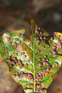 Oak Leaf Galls (Polystepha pilulae) Galls on oak leaves in a longleaf pine forest. These impressive blister-like galls are caused by midge larvae developing within the leaves. Most larvae will hatch in autumn, however, many overwinter.
https://www.jungledragon.com/image/70053/oak_leaf_galls_polystepha_pilulae.html Fall,Geotagged,Polystepha pilulae,United States,pilulae