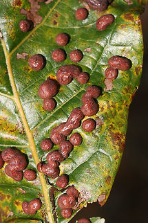 Oak Leaf Galls (Polystepha pilulae) Galls on oak leaves in a longleaf pine forest. These impressive blister-like galls are caused by midge larvae developing within the leaves. Most larvae will hatch in autumn, however, many overwinter.
https://www.jungledragon.com/image/70052/oak_leaf_galls_polystepha_pilulae.html
 Fall,Geotagged,Polystepha pilulae,United States,pilulae