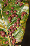 Oak Leaf Galls (Polystepha pilulae) Galls on oak leaves in a longleaf pine forest. These impressive blister-like galls are caused by midge larvae developing within the leaves. Most larvae will hatch in autumn, however, many overwinter.<br />
https://www.jungledragon.com/image/70052/oak_leaf_galls_polystepha_pilulae.html<br />
 Fall,Geotagged,Polystepha pilulae,United States,pilulae