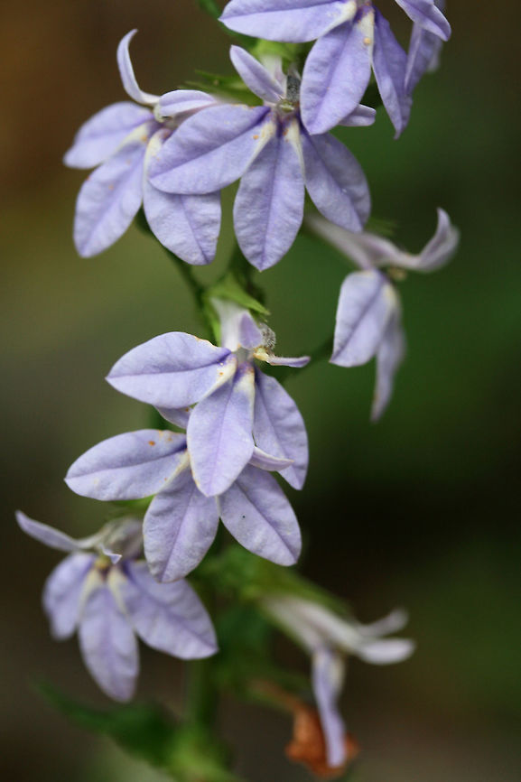 Downy Lobelia (Lobelia puberula) At the edge of a dense mixed forest.<br />
 Downy lobelia,Geotagged,Lobelia puberula,Summer,United States