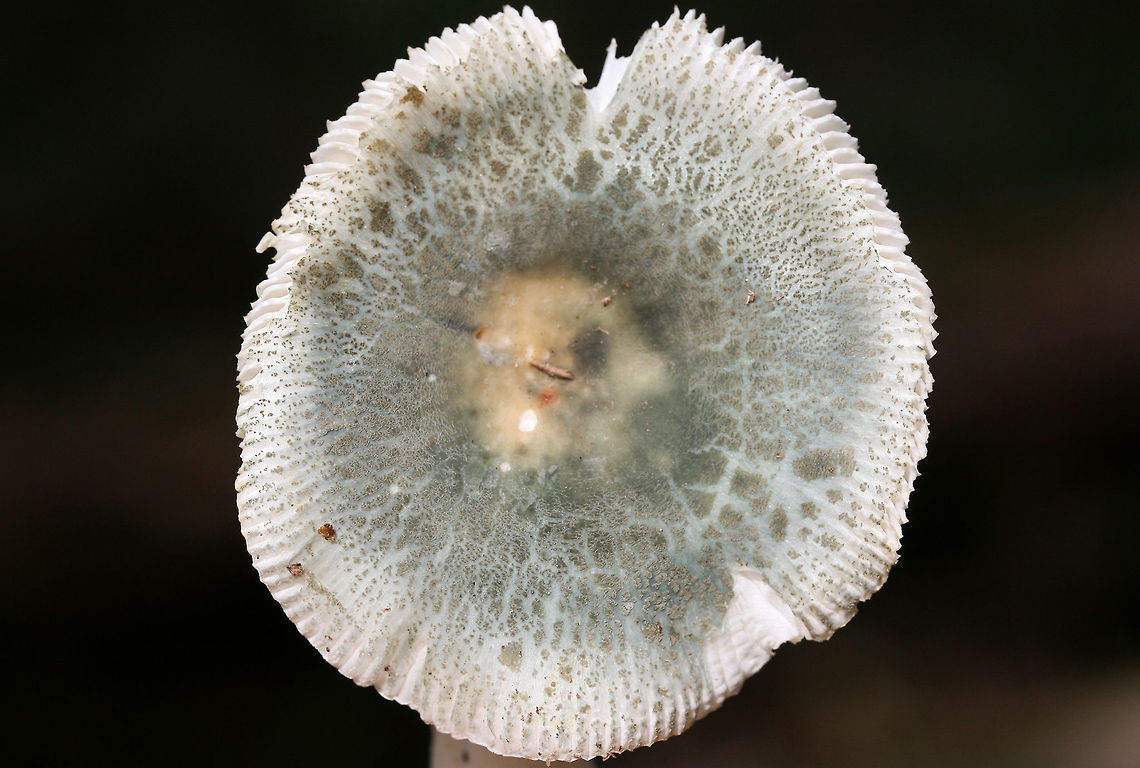 Blue-green Cracking Russula (Russula parvovirescens) Growing in a dense mixed forest.<br />
<figure class="photo"><a href="https://www.jungledragon.com/image/70085/blue-green_cracking_russula_russula_parvovirescens.html" title="Blue-green Cracking Russula (Russula parvovirescens)"><img src="https://s3.amazonaws.com/media.jungledragon.com/images/3231/70085_thumb.jpg?AWSAccessKeyId=05GMT0V3GWVNE7GGM1R2&Expires=1767225610&Signature=LNYYvnLUthGfPsKF3193jE4UVGo%3D" width="200" height="134" alt="Blue-green Cracking Russula (Russula parvovirescens) Growing in a dense mixed forest.<br />
https://www.jungledragon.com/image/70083/blue-green_cracking_russula_russula_parvovirescens.html<br />
https://www.jungledragon.com/image/70084/blue-green_cracking_russula_russula_parvovirescens.html Fall,Geotagged,Russula parvovirescens,United States" /></a></figure><br />
<figure class="photo"><a href="https://www.jungledragon.com/image/70084/blue-green_cracking_russula_russula_parvovirescens.html" title="Blue-green Cracking Russula (Russula parvovirescens)"><img src="https://s3.amazonaws.com/media.jungledragon.com/images/3231/70084_thumb.jpg?AWSAccessKeyId=05GMT0V3GWVNE7GGM1R2&Expires=1767225610&Signature=M%2FXPt90oOjwQSN2pOhkagMYmB68%3D" width="200" height="134" alt="Blue-green Cracking Russula (Russula parvovirescens) Growing in a dense mixed forest.<br />
https://www.jungledragon.com/image/70085/blue-green_cracking_russula_russula_parvovirescens.html<br />
https://www.jungledragon.com/image/70083/blue-green_cracking_russula_russula_parvovirescens.html Fall,Geotagged,Russula parvovirescens,United States" /></a></figure> Fall,Geotagged,Russula parvovirescens,United States