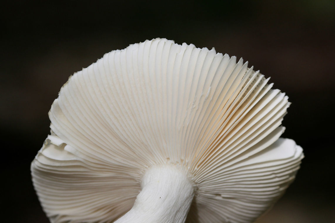 Blue-green Cracking Russula (Russula parvovirescens) Growing in a dense mixed forest.<br />
<figure class="photo"><a href="https://www.jungledragon.com/image/70085/blue-green_cracking_russula_russula_parvovirescens.html" title="Blue-green Cracking Russula (Russula parvovirescens)"><img src="https://s3.amazonaws.com/media.jungledragon.com/images/3231/70085_thumb.jpg?AWSAccessKeyId=05GMT0V3GWVNE7GGM1R2&Expires=1767225610&Signature=LNYYvnLUthGfPsKF3193jE4UVGo%3D" width="200" height="134" alt="Blue-green Cracking Russula (Russula parvovirescens) Growing in a dense mixed forest.<br />
https://www.jungledragon.com/image/70083/blue-green_cracking_russula_russula_parvovirescens.html<br />
https://www.jungledragon.com/image/70084/blue-green_cracking_russula_russula_parvovirescens.html Fall,Geotagged,Russula parvovirescens,United States" /></a></figure><br />
<figure class="photo"><a href="https://www.jungledragon.com/image/70083/blue-green_cracking_russula_russula_parvovirescens.html" title="Blue-green Cracking Russula (Russula parvovirescens)"><img src="https://s3.amazonaws.com/media.jungledragon.com/images/3231/70083_thumb.jpg?AWSAccessKeyId=05GMT0V3GWVNE7GGM1R2&Expires=1767225610&Signature=mehBD0SmT8QgEpXl4YXqwJB8vhI%3D" width="200" height="136" alt="Blue-green Cracking Russula (Russula parvovirescens) Growing in a dense mixed forest.<br />
https://www.jungledragon.com/image/70085/blue-green_cracking_russula_russula_parvovirescens.html<br />
https://www.jungledragon.com/image/70084/blue-green_cracking_russula_russula_parvovirescens.html Fall,Geotagged,Russula parvovirescens,United States" /></a></figure> Fall,Geotagged,Russula parvovirescens,United States