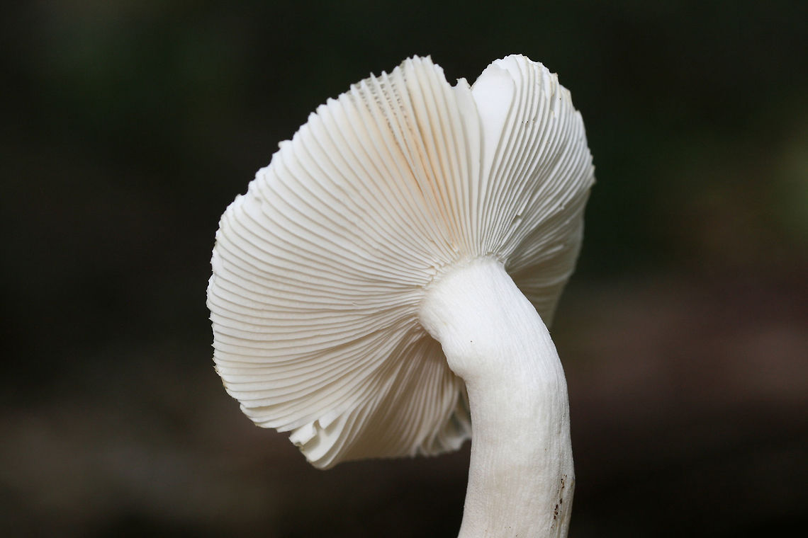 Blue-green Cracking Russula (Russula parvovirescens) Growing in a dense mixed forest.<br />
<figure class="photo"><a href="https://www.jungledragon.com/image/70083/blue-green_cracking_russula_russula_parvovirescens.html" title="Blue-green Cracking Russula (Russula parvovirescens)"><img src="https://s3.amazonaws.com/media.jungledragon.com/images/3231/70083_thumb.jpg?AWSAccessKeyId=05GMT0V3GWVNE7GGM1R2&Expires=1767225610&Signature=mehBD0SmT8QgEpXl4YXqwJB8vhI%3D" width="200" height="136" alt="Blue-green Cracking Russula (Russula parvovirescens) Growing in a dense mixed forest.<br />
https://www.jungledragon.com/image/70085/blue-green_cracking_russula_russula_parvovirescens.html<br />
https://www.jungledragon.com/image/70084/blue-green_cracking_russula_russula_parvovirescens.html Fall,Geotagged,Russula parvovirescens,United States" /></a></figure><br />
<figure class="photo"><a href="https://www.jungledragon.com/image/70084/blue-green_cracking_russula_russula_parvovirescens.html" title="Blue-green Cracking Russula (Russula parvovirescens)"><img src="https://s3.amazonaws.com/media.jungledragon.com/images/3231/70084_thumb.jpg?AWSAccessKeyId=05GMT0V3GWVNE7GGM1R2&Expires=1767225610&Signature=M%2FXPt90oOjwQSN2pOhkagMYmB68%3D" width="200" height="134" alt="Blue-green Cracking Russula (Russula parvovirescens) Growing in a dense mixed forest.<br />
https://www.jungledragon.com/image/70085/blue-green_cracking_russula_russula_parvovirescens.html<br />
https://www.jungledragon.com/image/70083/blue-green_cracking_russula_russula_parvovirescens.html Fall,Geotagged,Russula parvovirescens,United States" /></a></figure> Fall,Geotagged,Russula parvovirescens,United States